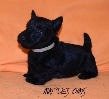 du Mat des Oyats - Chiot disponible  - Scottish Terrier