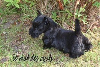 du Mat des Oyats - Chiot disponible  - Scottish Terrier