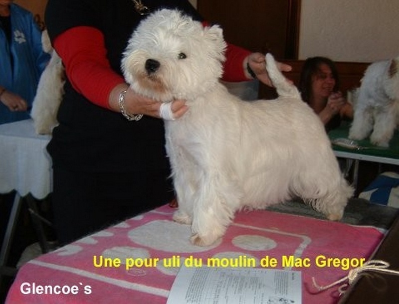 CH. Une pour lili du Moulin de Mac Grégor