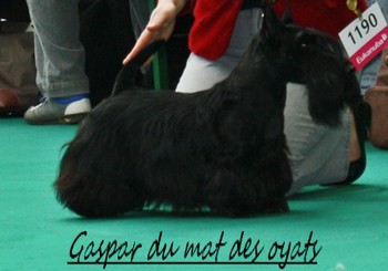 Gaspar du Mat des Oyats