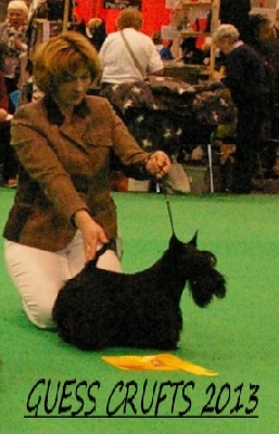 du Mat des Oyats - CRUFTS  2013