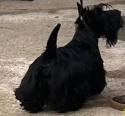 du Mat des Oyats - Bébés scottish terrier nés le 02 01 2025