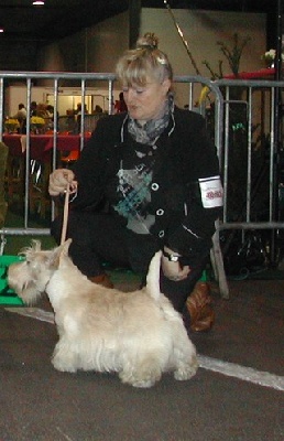 du Mat des Oyats - Auguste du mat des oyats !!cac cacib bob a  Amiens