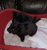  - Scottish terrier  noir nés le 28 02 2023 à réserver 