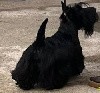  - Bébés scottish terrier nés le 02 01 2025