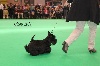  - charlotte a la Crufts 2011