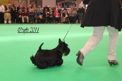 du Mat des Oyats - charlotte a la Crufts 2011