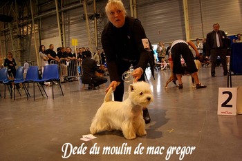 du Mat des Oyats - dédé du moulin de mac gregor disponible pour saillie 4 recommandè!!!