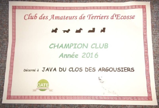 du Mat des Oyats - java championne club