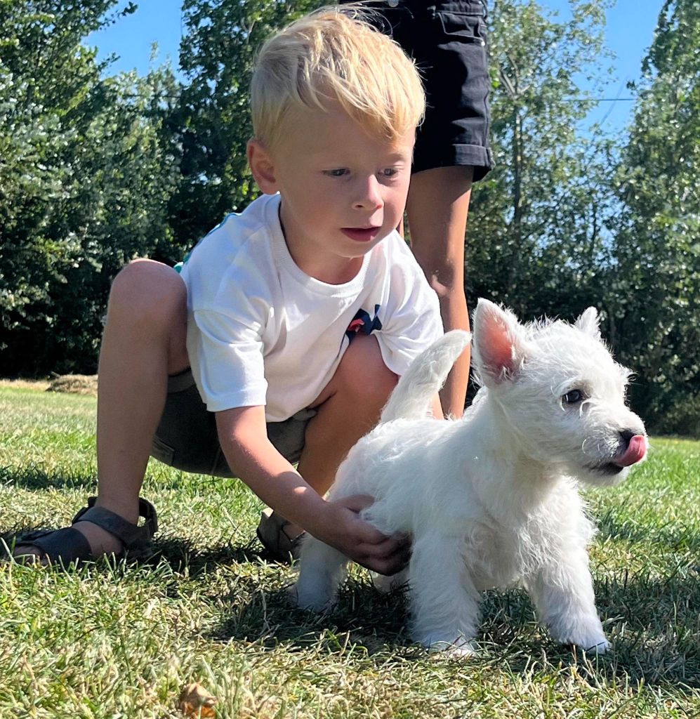 du Mat des Oyats - Chiot disponible  - West Highland White Terrier