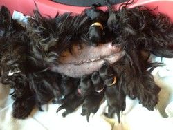du Mat des Oyats - Scottish Terrier - Portée née le 07/10/2018