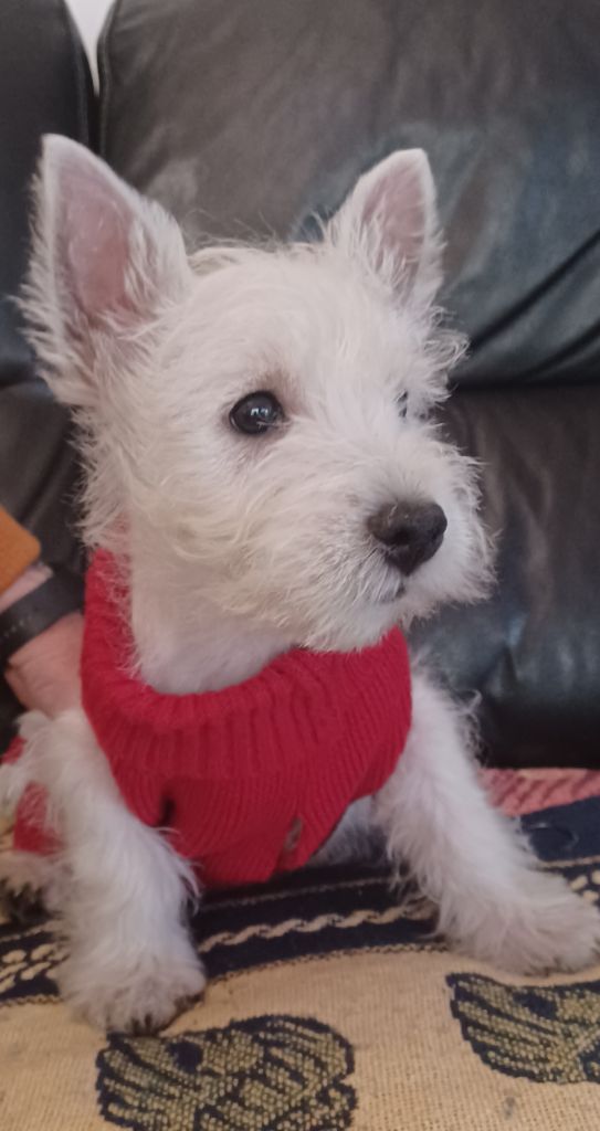 du Mat des Oyats - Chiot disponible  - West Highland White Terrier