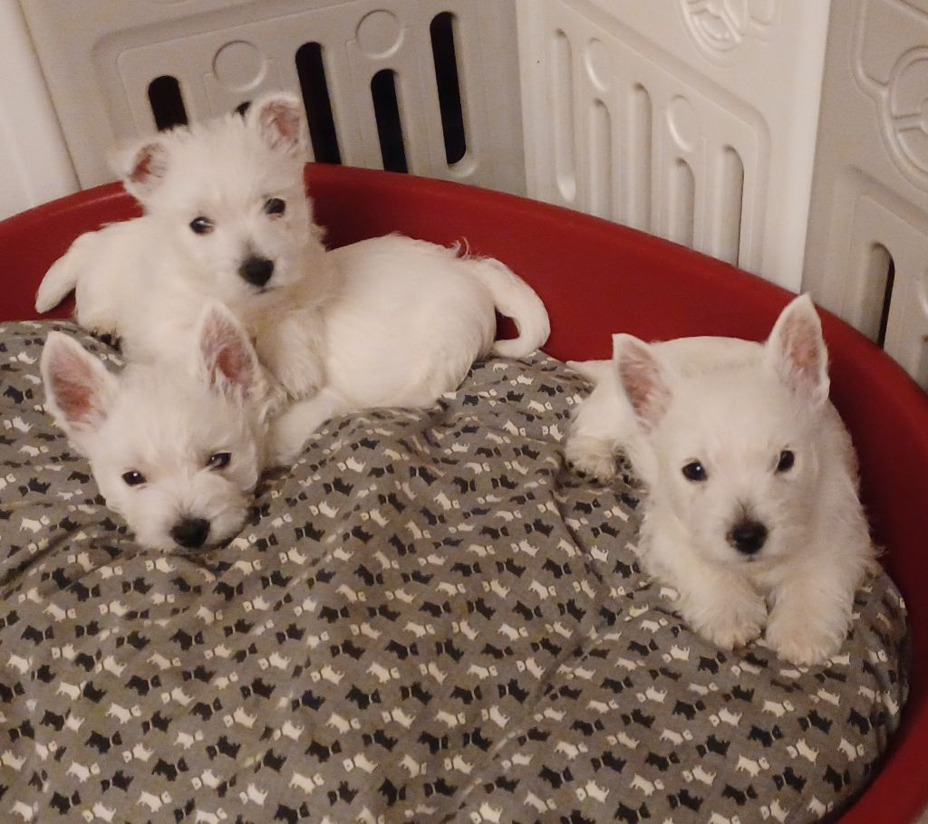 du Mat des Oyats - Chiot disponible  - West Highland White Terrier