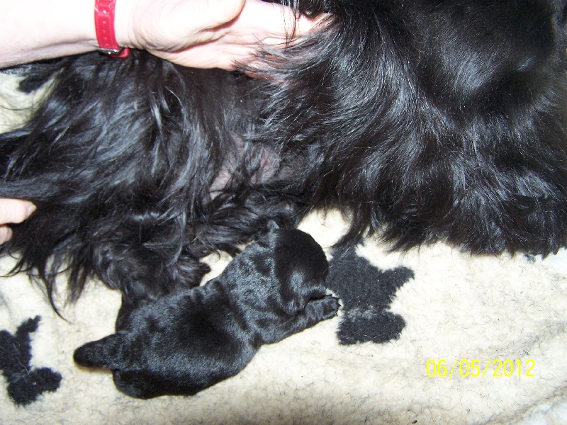 du Mat des Oyats - Scottish Terrier - Portée née le 28/04/2012