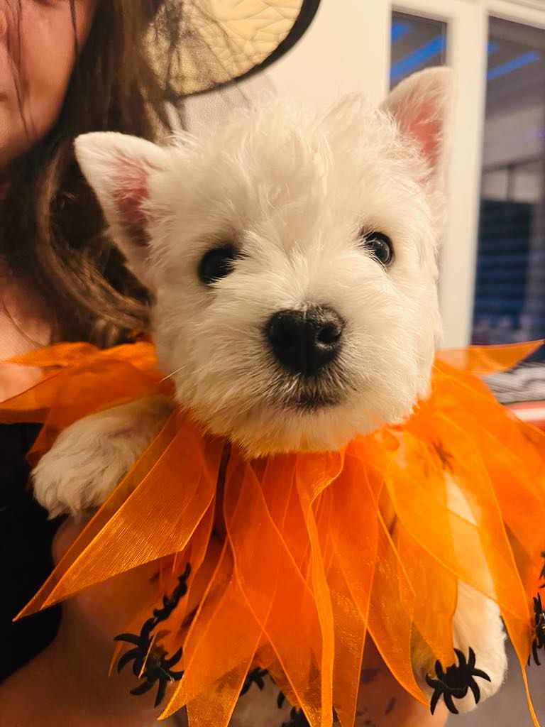 du Mat des Oyats - Chiot disponible  - West Highland White Terrier