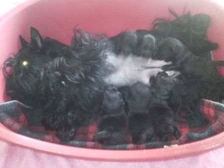 du Mat des Oyats - Scottish Terrier - Portée née le 14/07/2017