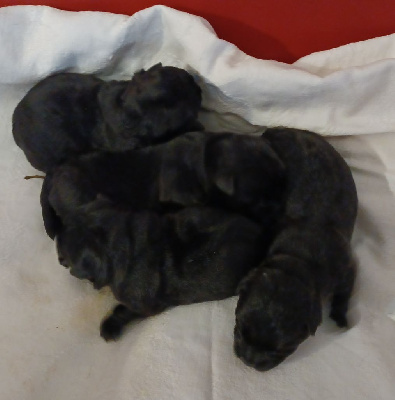 du Mat des Oyats - Scottish Terrier - Portée née le 28/02/2023