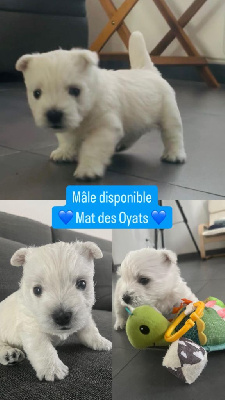 du Mat des Oyats - West Highland White Terrier - Portée née le 27/08/2024