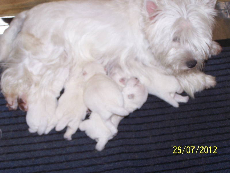 du Mat des Oyats - West Highland White Terrier - Portée née le 03/07/2012