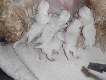du Mat des Oyats - West Highland White Terrier - Portée née le 23/06/2018