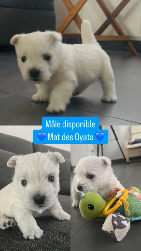 chiot West Highland White Terrier du Mat des Oyats