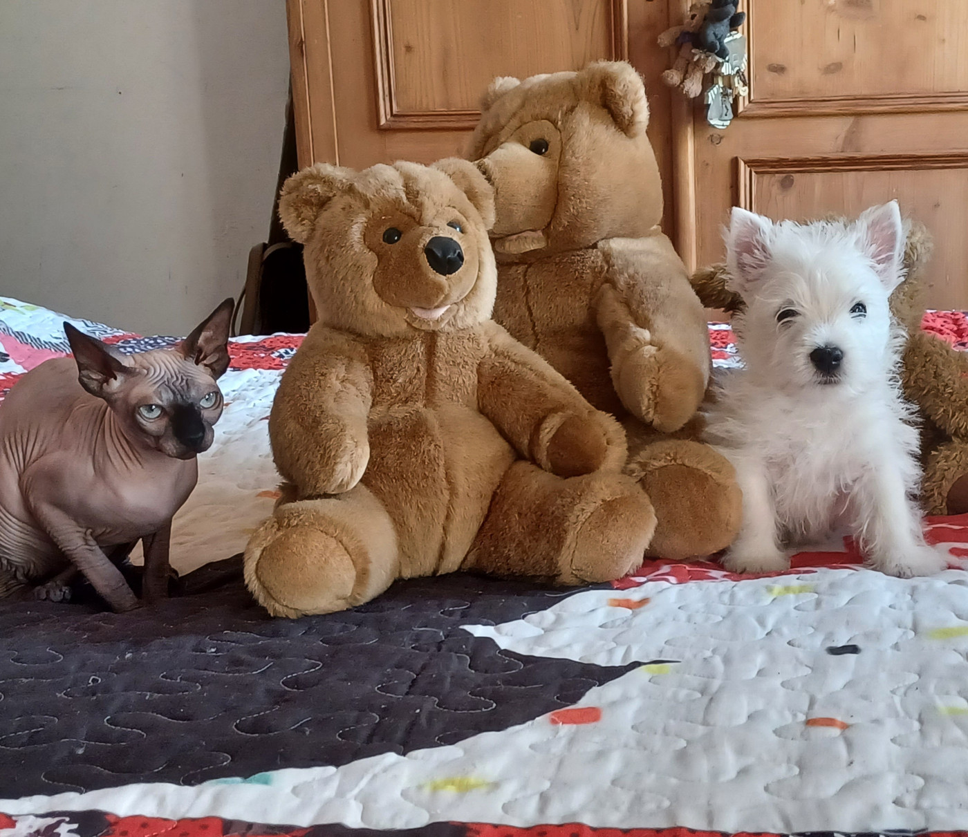 Bébé westie disponibles
