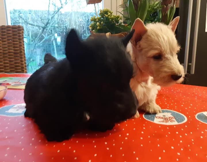 Chiot Scottish Terrier du Mat des Oyats