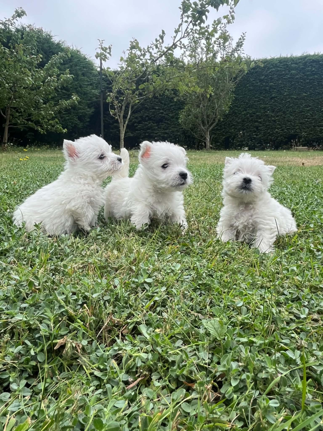 du Mat des Oyats - West Highland White Terrier - Portée née le 27/05/2026