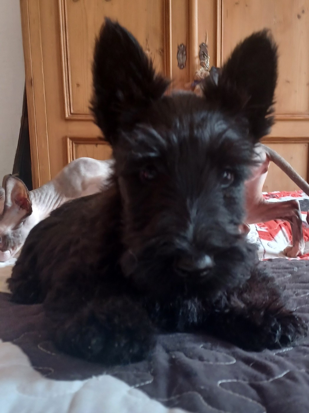 du Mat des Oyats - Chiots disponibles - Scottish Terrier