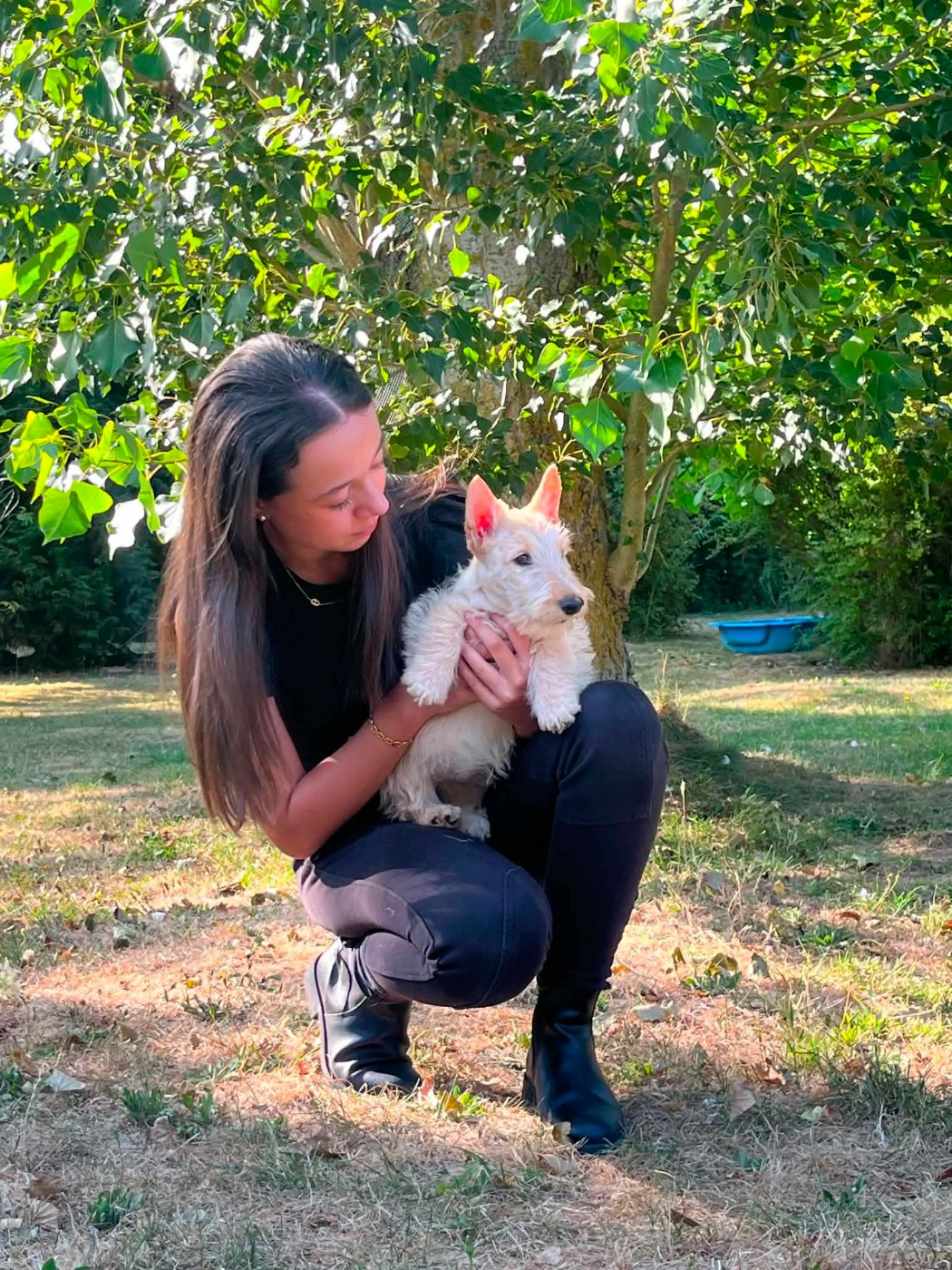 du Mat des Oyats - Chiots disponibles - Scottish Terrier
