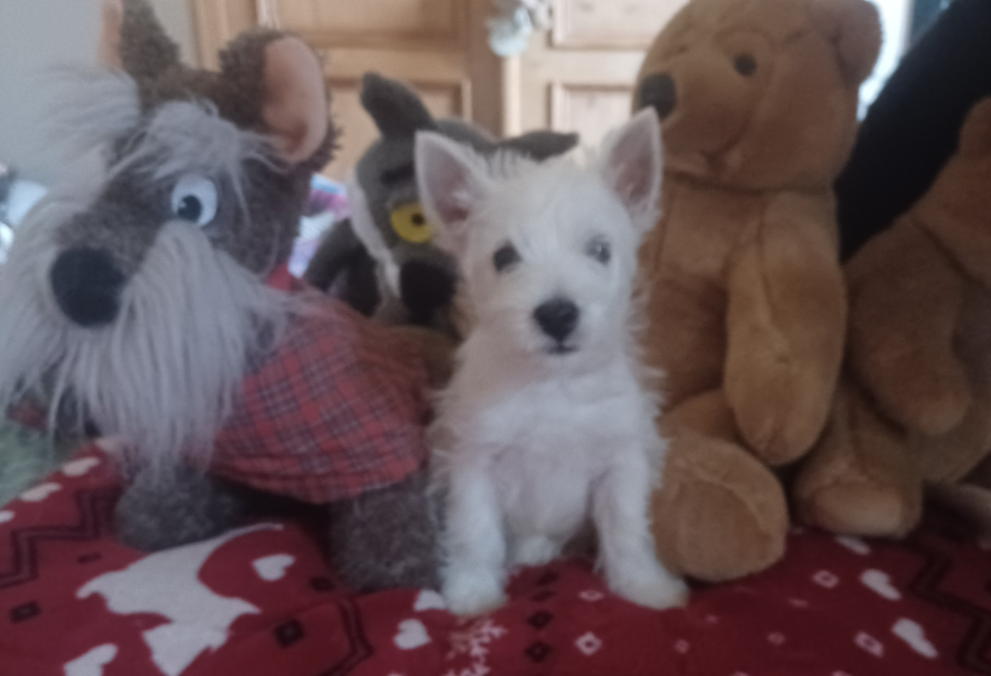 du Mat des Oyats - Chiots disponibles - West Highland White Terrier