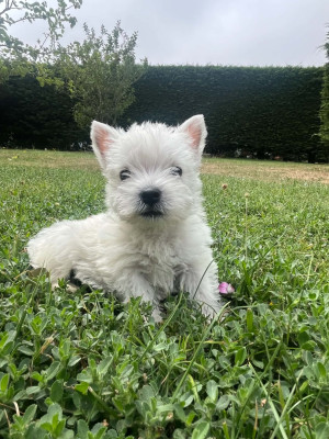 1male
