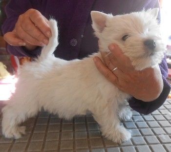 du Mat des Oyats - West Highland White Terrier - Portée née le 03/05/2014